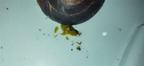 Why Do Snails Poop So Much at Ryan Henderson blog