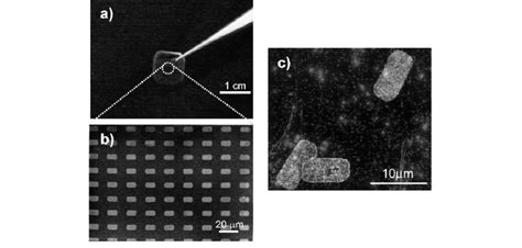 A Photo And B Sem Image Of Latex Bead Fused Nanosheets Transferred
