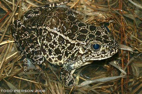 Crawfish Frog (Rana areolatus)