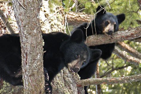 Bears | Appalachian Trail Conservancy