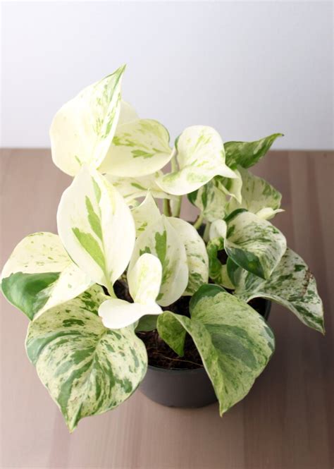 Эпипремнум Хеппи Лиф ⌀12 25 см купить в Москве с доставкой | Магазин ...