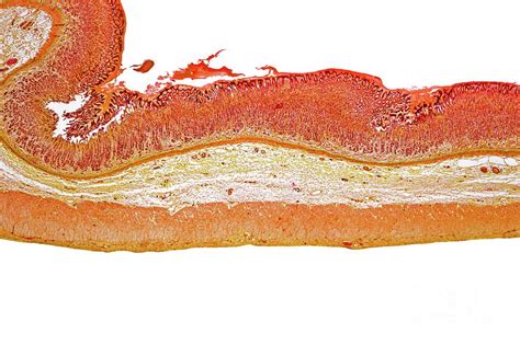 Cat Stomach Photograph By Dr Keith Wheelerscience Photo Library Fine