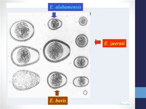 Parásitos En Bovinos Eimeria Bovis