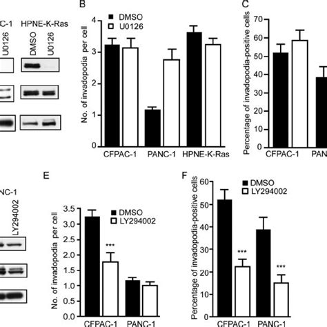 The Raf-MEK-ERK signaling pathway downstream of activated K-Ras is not ...