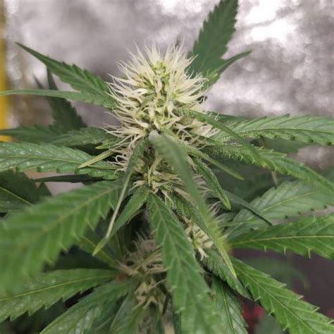 Seedstockers Green Crack Grow Journal Week By Shalma Kush Growdiaries