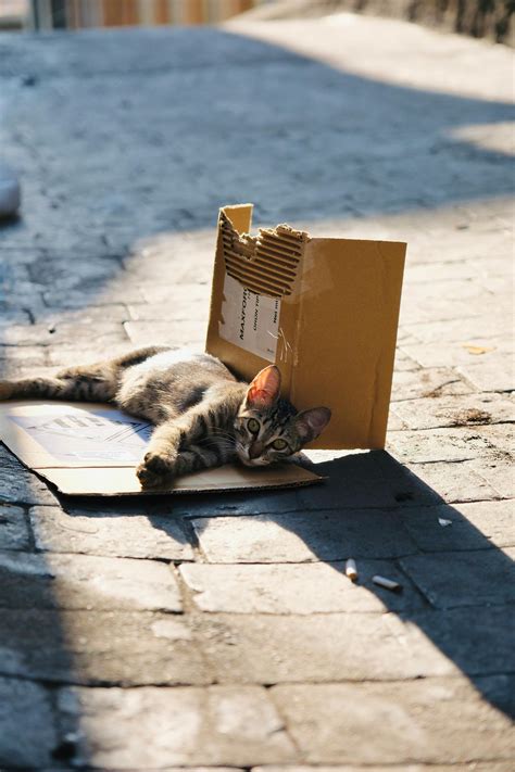 Larry The Cat Downing Street Death: Shocking Truth Revealed