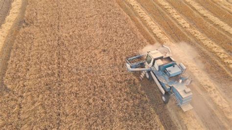 Harvest Wheat Grain And Crop Aerial View Harvesting Wheat Oats Barley