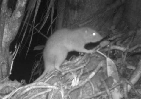 Mysterious Rare Giant Tree Dwelling Rat Captured On Photo For First