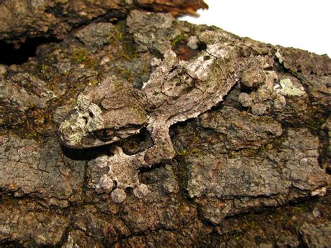 Mossy Leaf Tailed Gecko Facts and Pictures | Reptile Fact