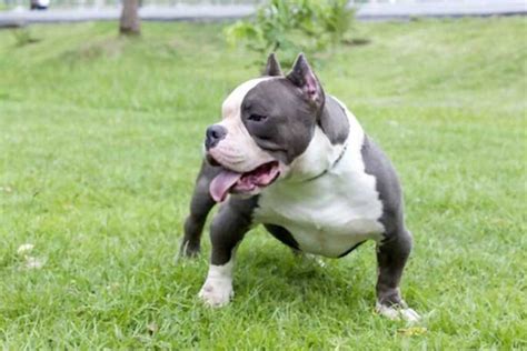 essential tips    american bully