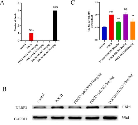 Figure From Ml Ameliorates Postoperative Cognitive Impairment In