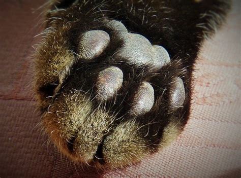 Cat Paws: 11 Fun Facts About Your Kitty's Tootsies — Elite Veterinary Care