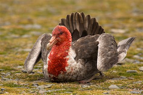 Southern Giant Petrel with Antarctic Fur Seal blood on Head | Rod ...