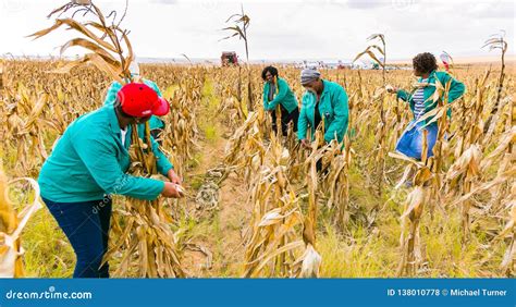 commercial maize farming  africa editorial stock photo image