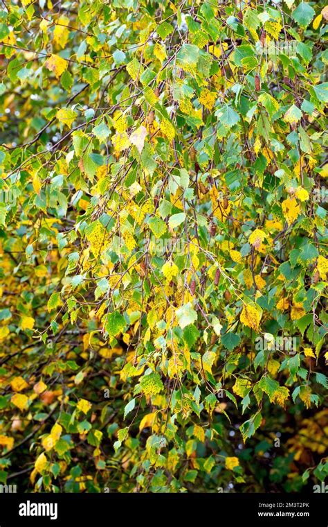 Silver Birch (betula pendula), close up showing a familiar drooping branch of the tree as the ...