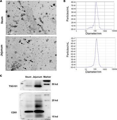 Frontiers Unraveling The Proteomic Landscape Of Intestinal Epithelial