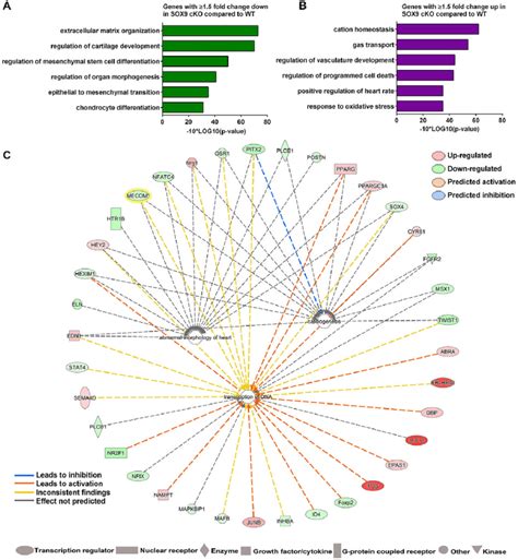 Comparison Of SOX9 ChIP Seq And Differential Transcripts In The Sox9