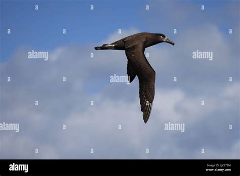 Black Footed Albatross Diomedea Nigripes In Japan Stock Photo Alamy