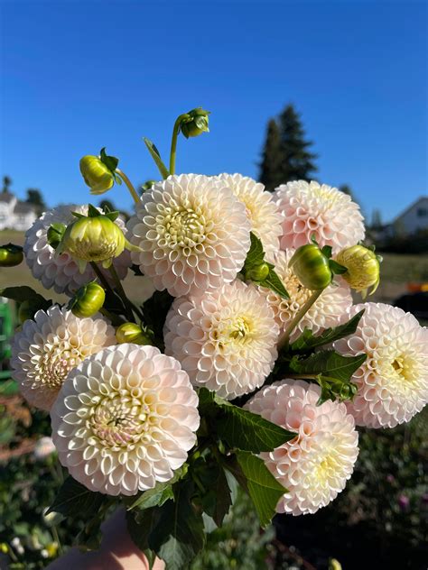 Camano Zoe – Muddy Hill Flower Farm