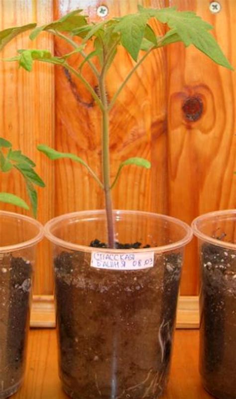 Томат Спасская башня - описание сорта, фото, отзывы