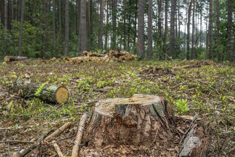 Concepto De Deforestación Trozos Troncos Y Ramas De árboles Después De