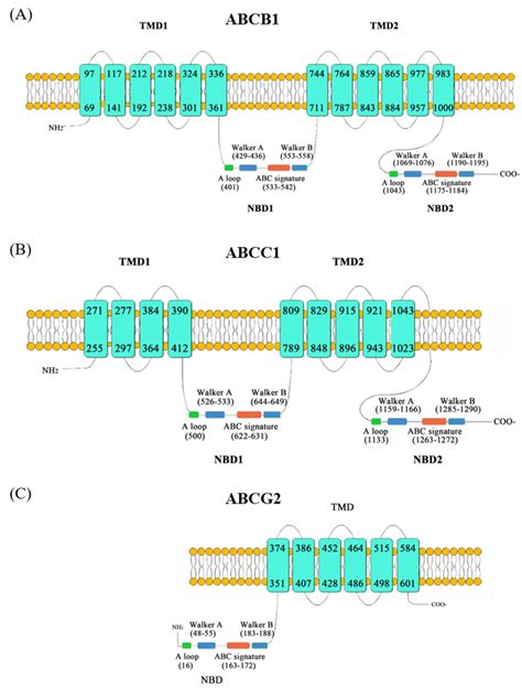 Topologies Of Abcb A Abcc B And Abcg C Protein In P Lima