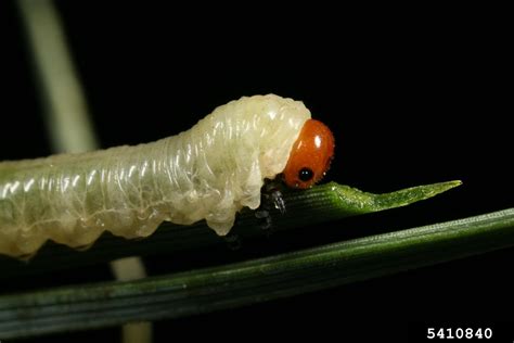 Conifer Sawfly Diprion Pini