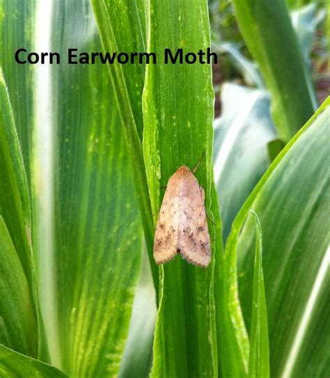 Corn Earworm Eggs