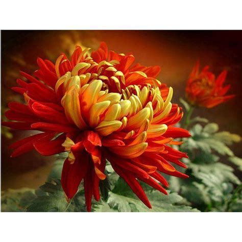 Купить Удобрение для хризантем Агроном Профи Цена, фото, описание ...