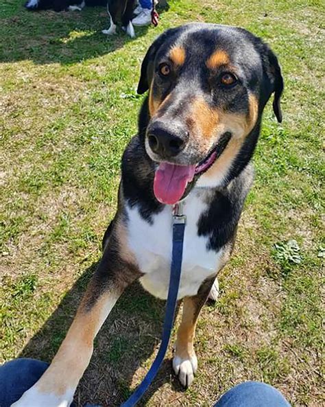 Doberman Husky Mix - Portrait of a Dobsky