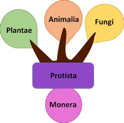 Whittaker S System Of Classification Five Kingdom System Of