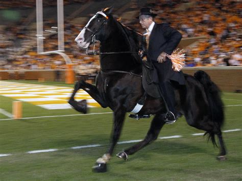 Uncover the Joy of Walking Horses for Therapy and Rehabilitation 2