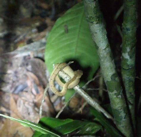 Side striped palm pit viper from Peñas Blancas Provincia de Alajuela