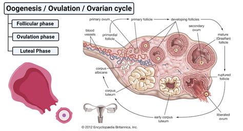 menstrual cycle physiology ovarian cycle luteal phase explained