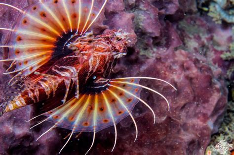 Mombasa Lionfish Facts And Photographs Seaunseen