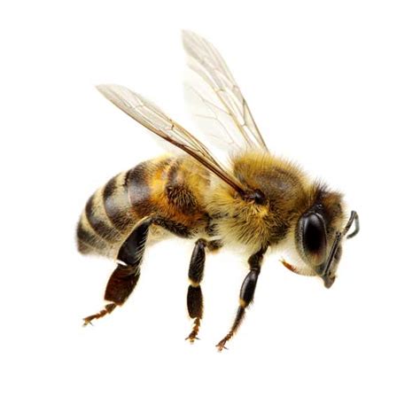 color  honey bee