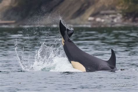 T65B Bigg's Orca Pod - & fighting Steller Sea Lions - Spirit of Orca