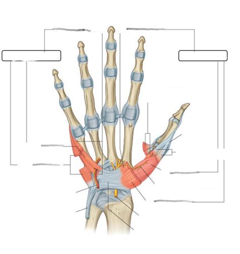 Muscles of the Thenar and Hypothenar Compartments Diagram | Quizlet