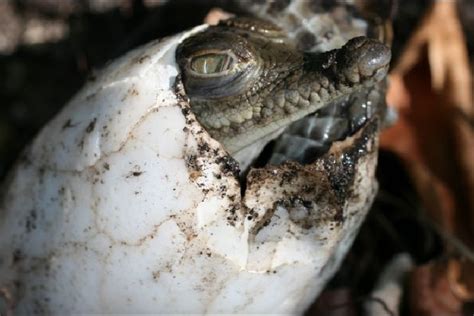 Folha De Maputo Not Cias Vida E Lazer Crocodilo F Mea Virgem