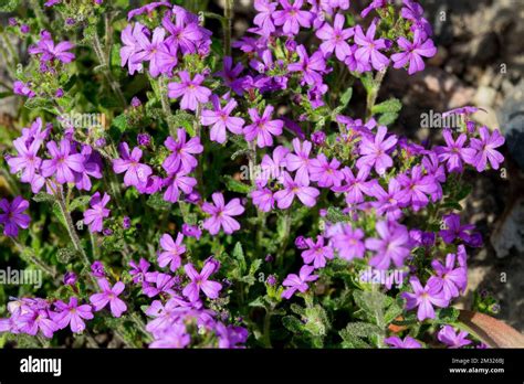 Fairy Foxglove Erinus Alpinus Blooms Stock Photo Alamy