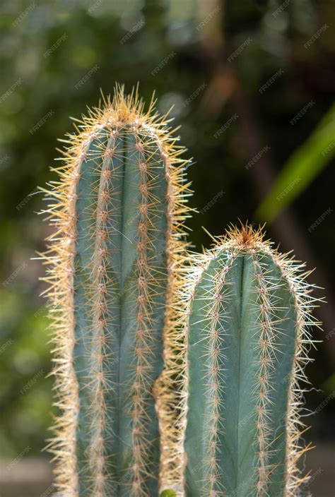 Premium Photo | San pedro cactus trichocereus echinopsis pachanoi with ...