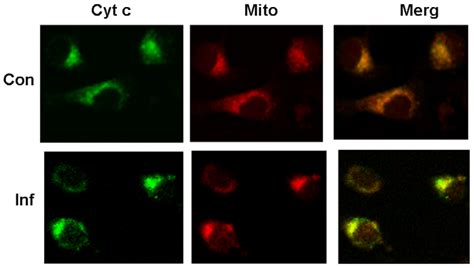 Cytochrome C Localization In Sl 1 Cells Was Altered During Apoptosis