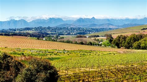durbanville south african wine region wine searcher