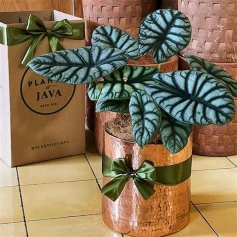 Jual Tanaman Hias Alokasia Alocasia Silver Dragon Remaja Shopee