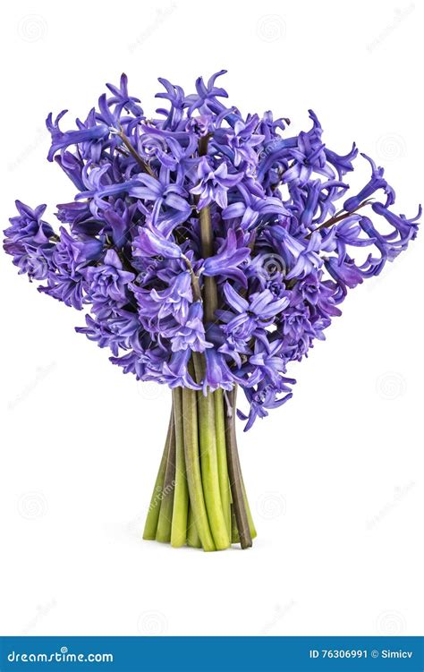 Hyacinth flower bouquet stock image. Image of bulb, green - 76306991