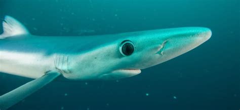 Самая маленькая акула в мире (топ 10): список карликовых видов ...