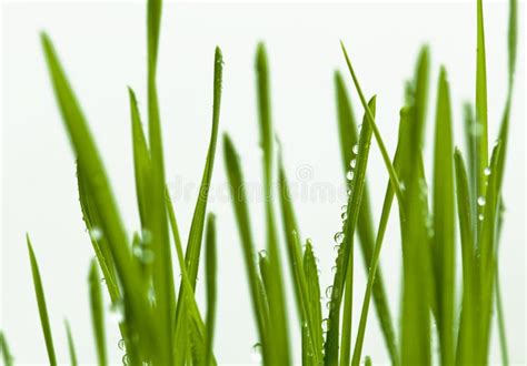 Grass Blades Stock Photo Image Of Desktop Blur Field 15380546