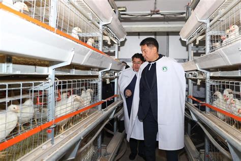 Ирэх таван жилд тахианы махны хэрэгцээг дотоодоос 100 хувь хангах ...