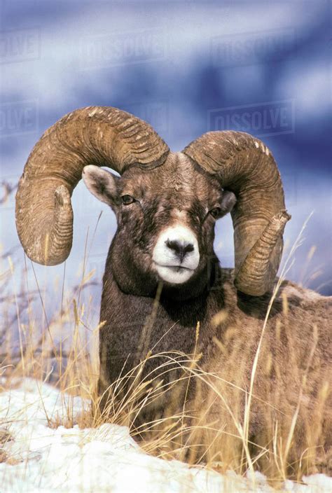 Portrait Of A Full Curl Bighorn Sheep Ram Ovis Canadensis Lying In