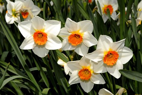 Обои Цветы Нарциссы, обои для рабочего стола, фотографии цветы ...